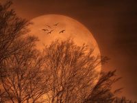 大六壬占客户来意——出乎意料