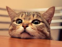 大六壬案例:潜逃的狸花猫